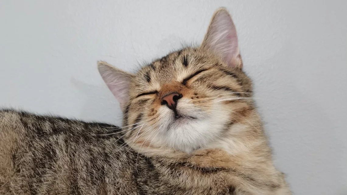 śpiący kot, urocze zdjęcie kota