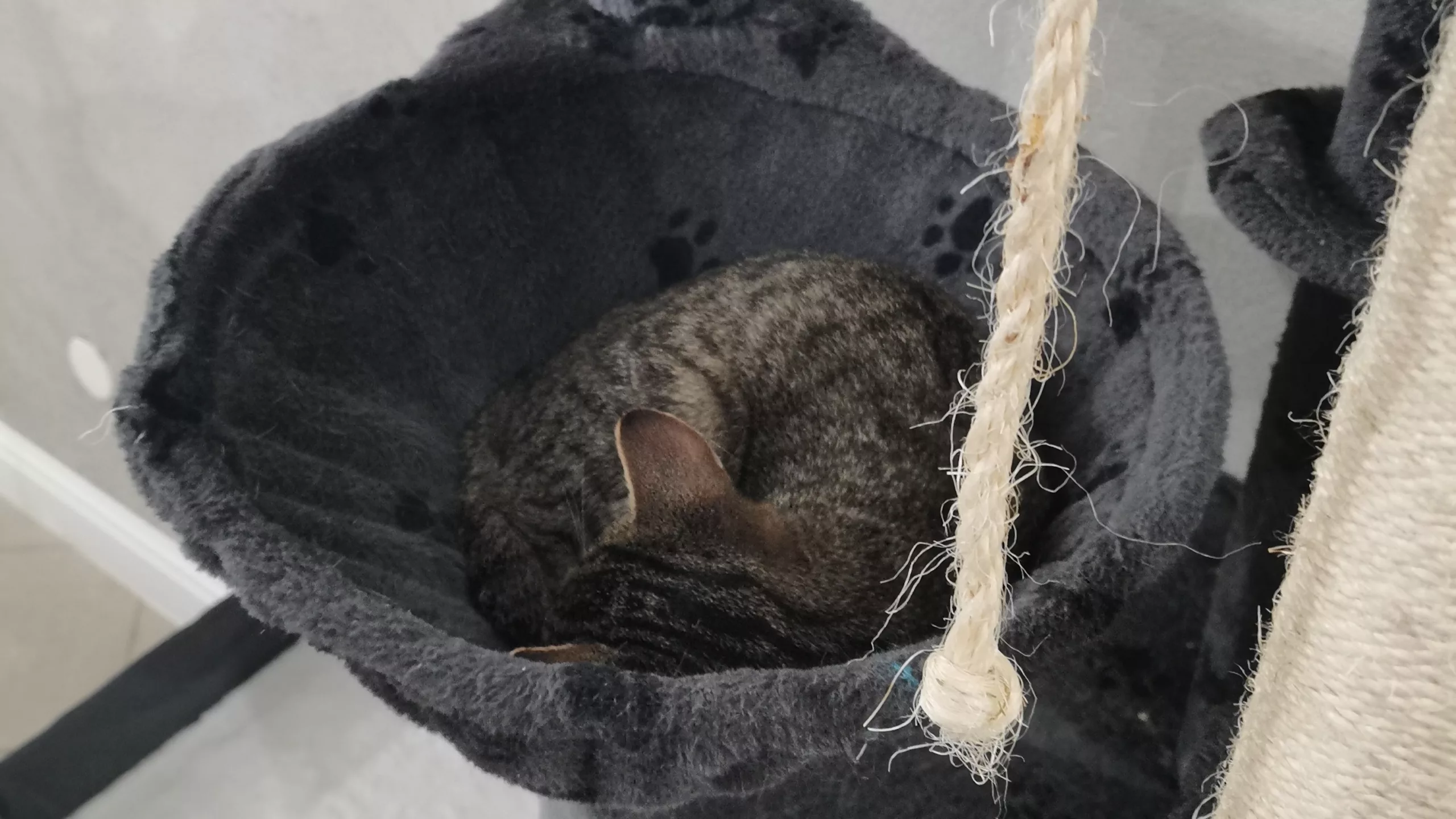 kot śpiący na drapaku